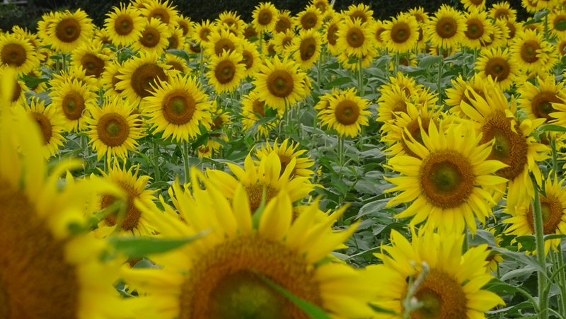 f:id:isoisoplus:20141014205925j:image:w400