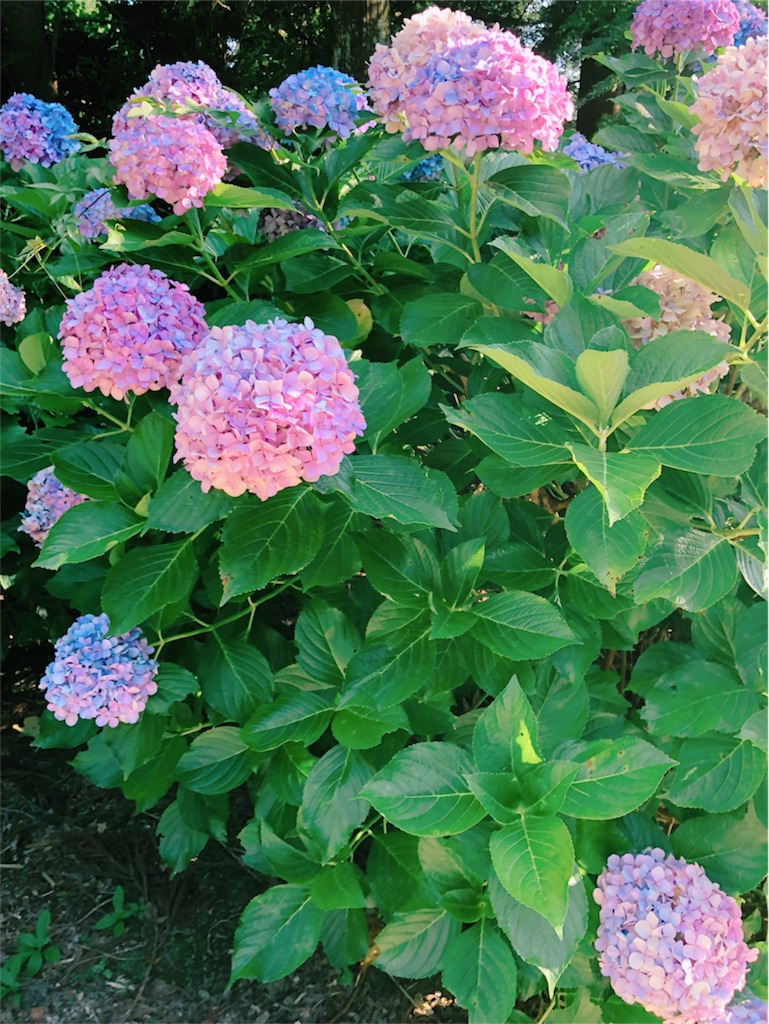 f:id:isomemayu:20180717095230j:plain f:id:isomemayu:20180717095230j:plain