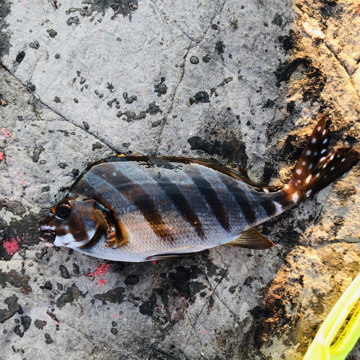 12月6日 イナダ釣れた タカノハダイをもらって刺身にした 釣りするいそめの自由帳 12月6日 イナダ釣れた タカノハダイをもらって刺身にした 釣りするいそめの自由帳