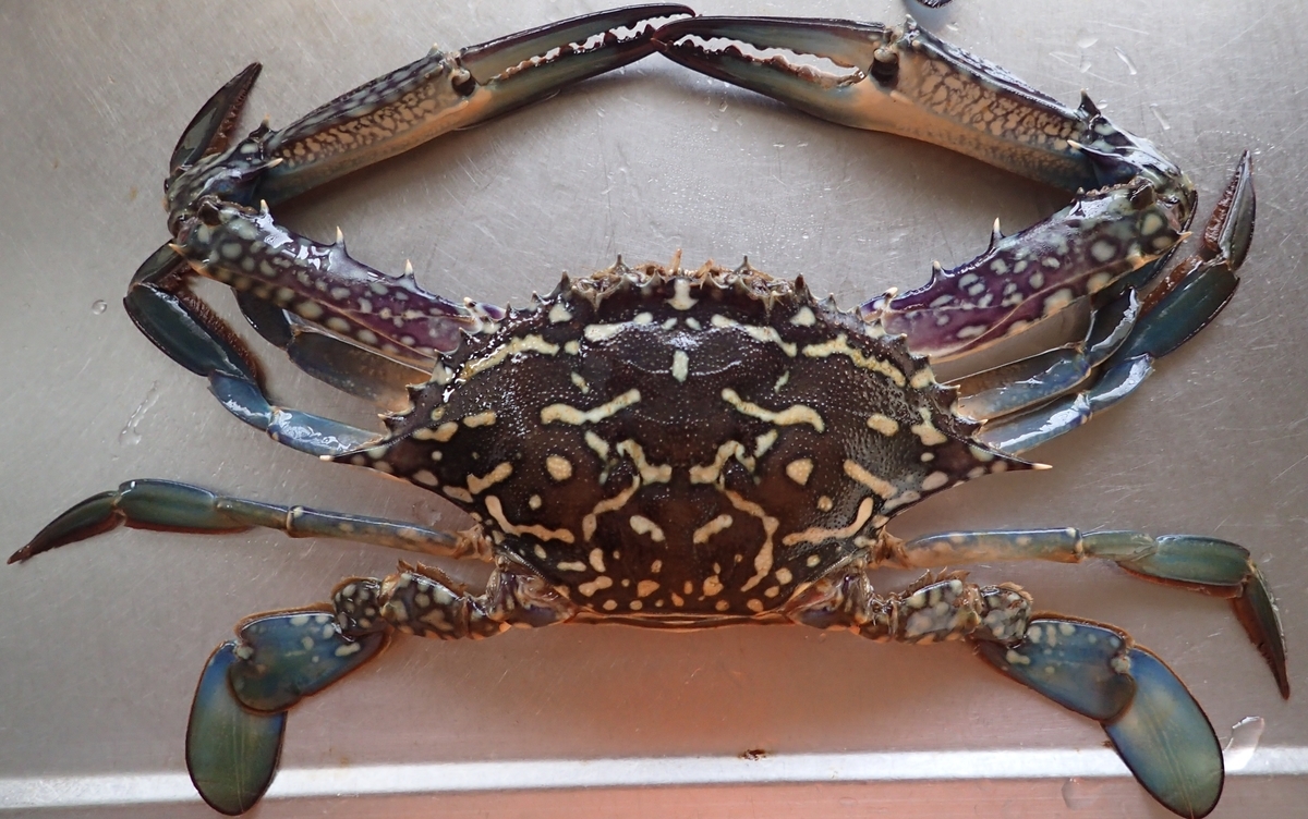 タイワンガザミ おとうさん これ食べれるの