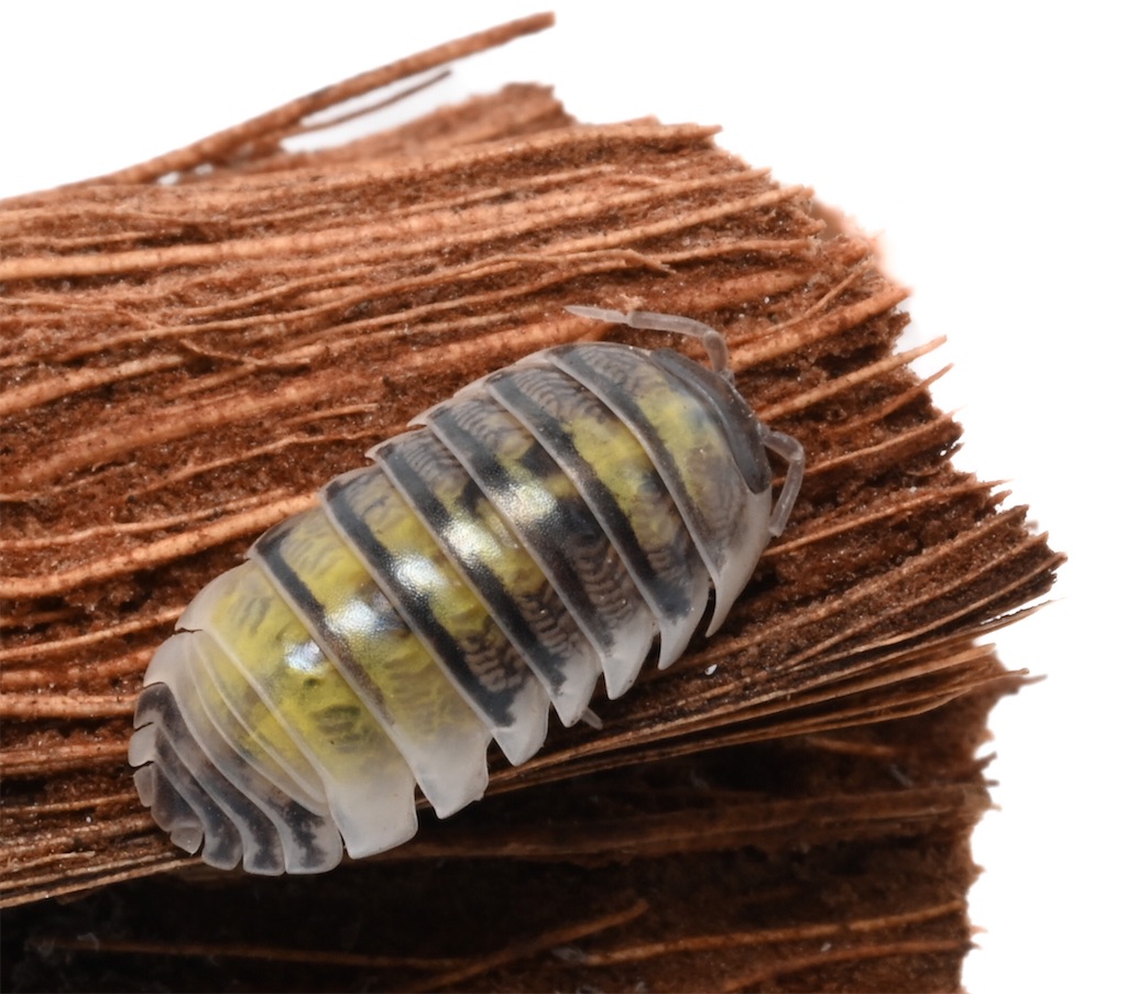 f:id:isoport:20230107170717j:image