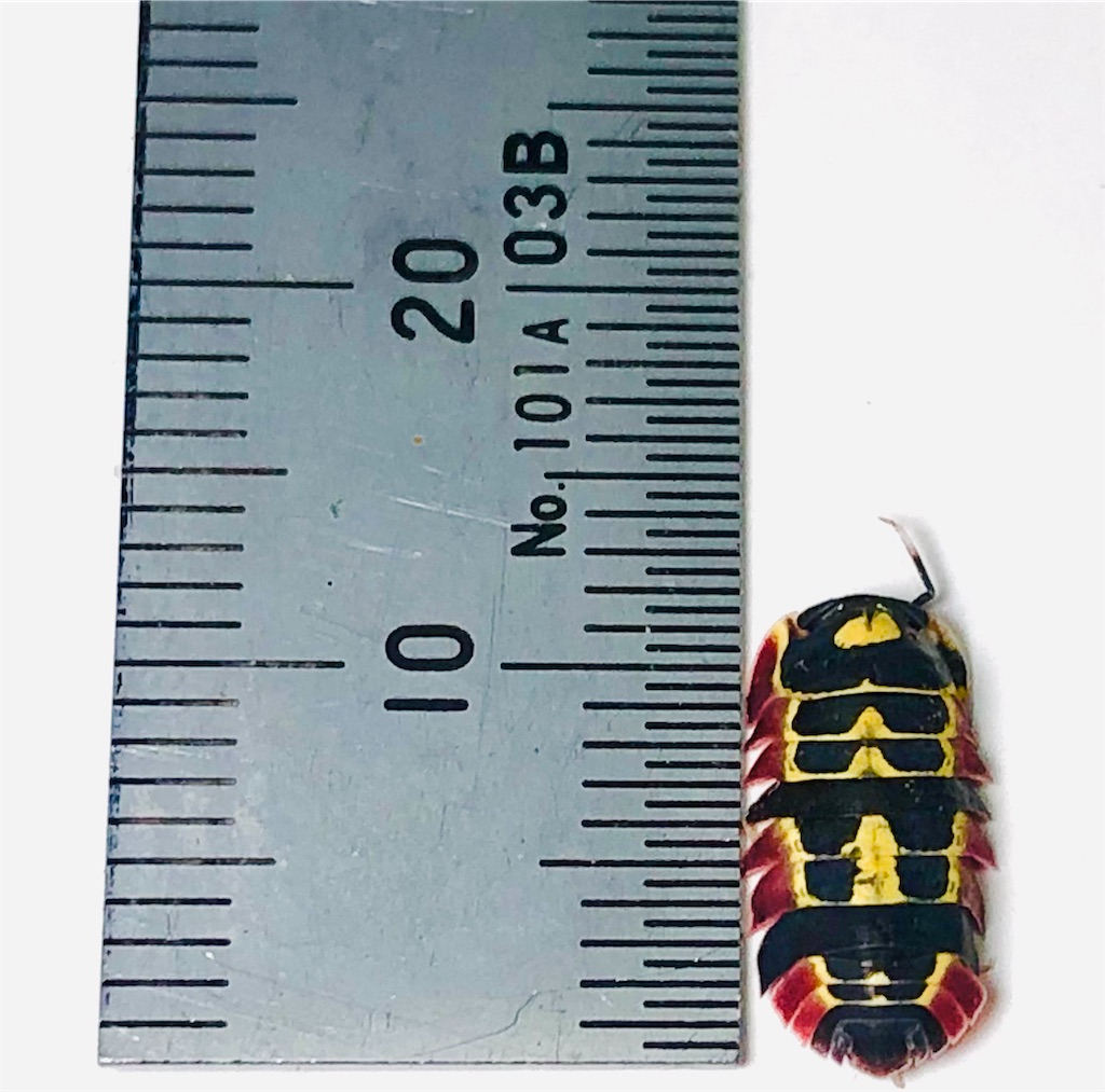 f:id:isoport:20230109034935j:image