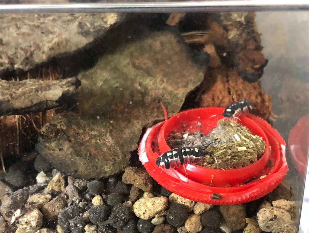 f:id:isoport:20230109101213j:image