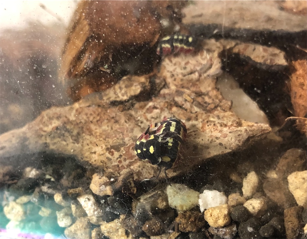 f:id:isoport:20230109101219j:image