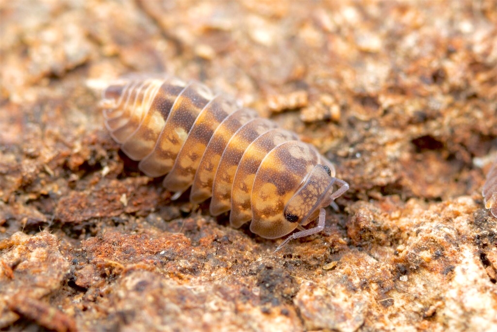 だんご虫の飼育日記
