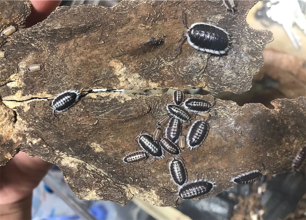 Armadillidium klugii 8匹 モンテネグロダンゴムシ 大型タイプ ダンゴムシ ワラジムシ 思い出深く