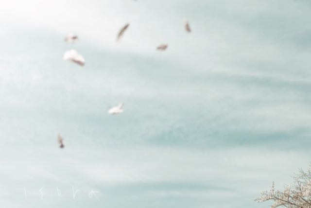 f:id:isora3:20190421184221j:plain f:id:isora3:20190421184221j:plain