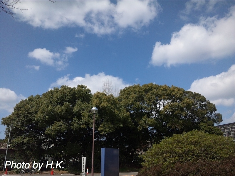イメージ 12