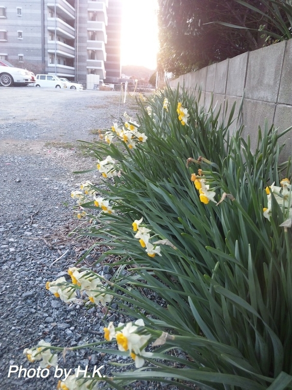 イメージ 5