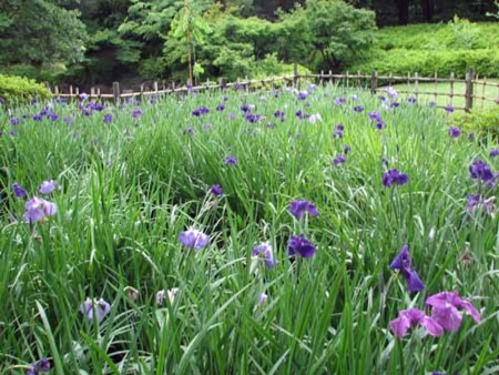 f:id:isoroku0723:20140608101545j:image