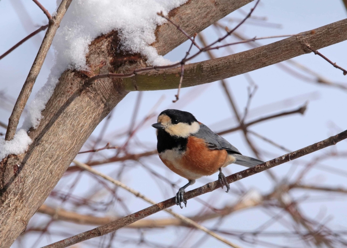 f:id:isourounomitu:20190320013755j:plain f:id:isourounomitu:20190320013755j:plain