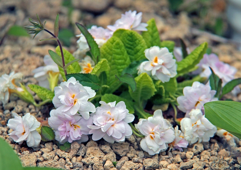 f:id:isourounomitu:20190519002002j:plain f:id:isourounomitu:20190519002002j:plain