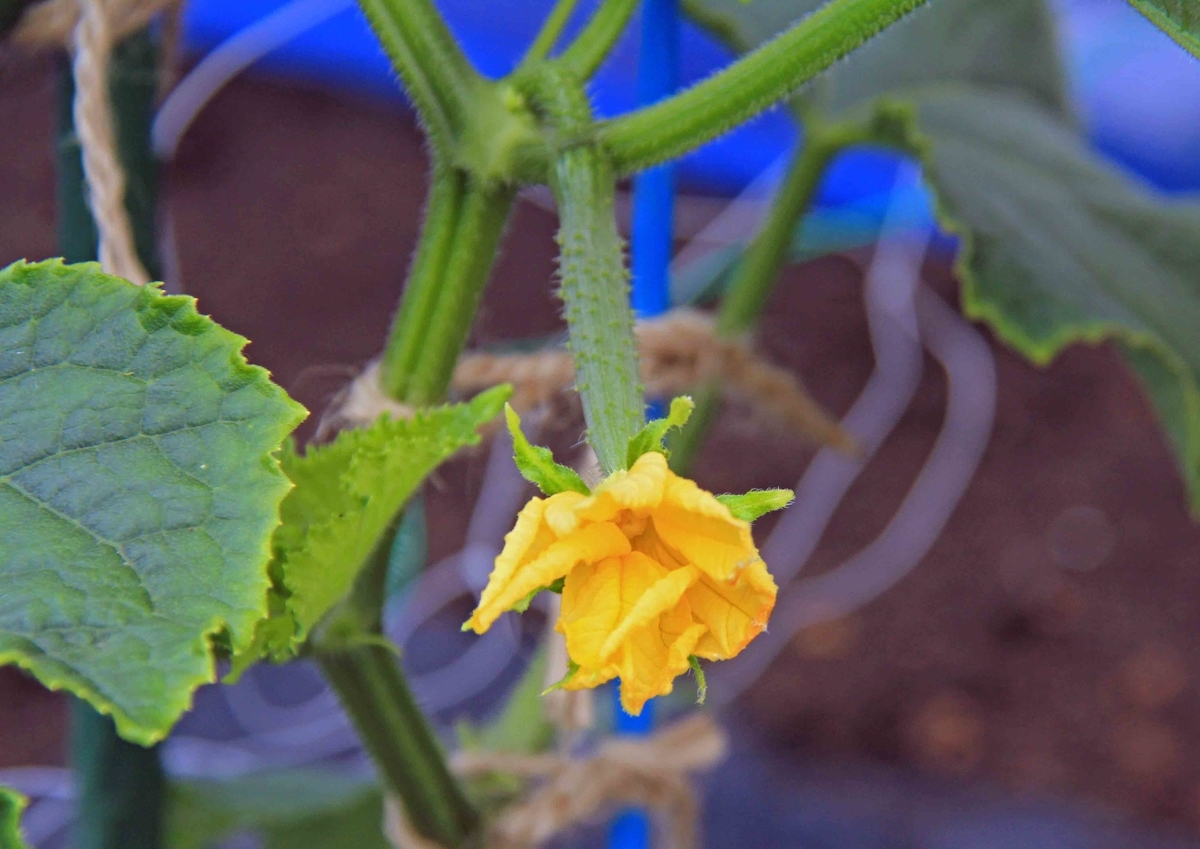 f:id:isourounomitu:20190721192928j:plain f:id:isourounomitu:20190721192928j:plain