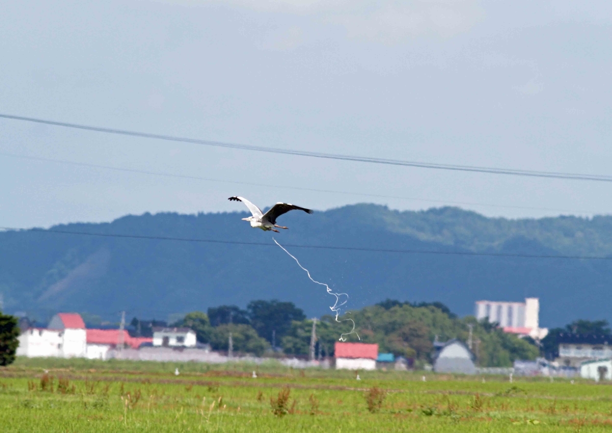 f:id:isourounomitu:20190721200434j:plain f:id:isourounomitu:20190721200434j:plain