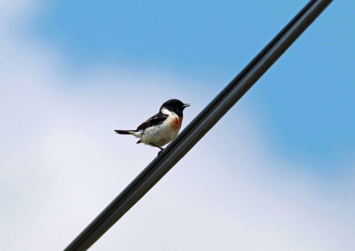 f:id:isourounomitu:20190721200819j:plain f:id:isourounomitu:20190721200819j:plain