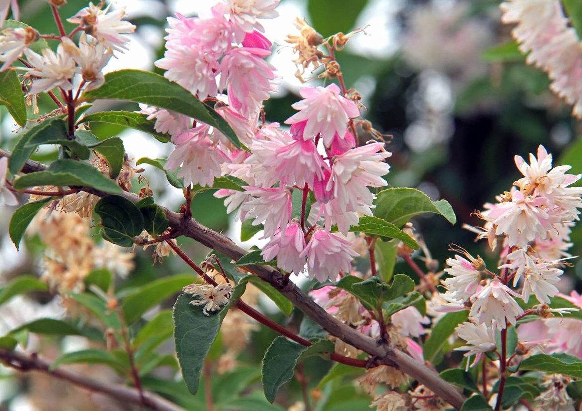 f:id:isourounomitu:20190819235850j:plain f:id:isourounomitu:20190819235850j:plain