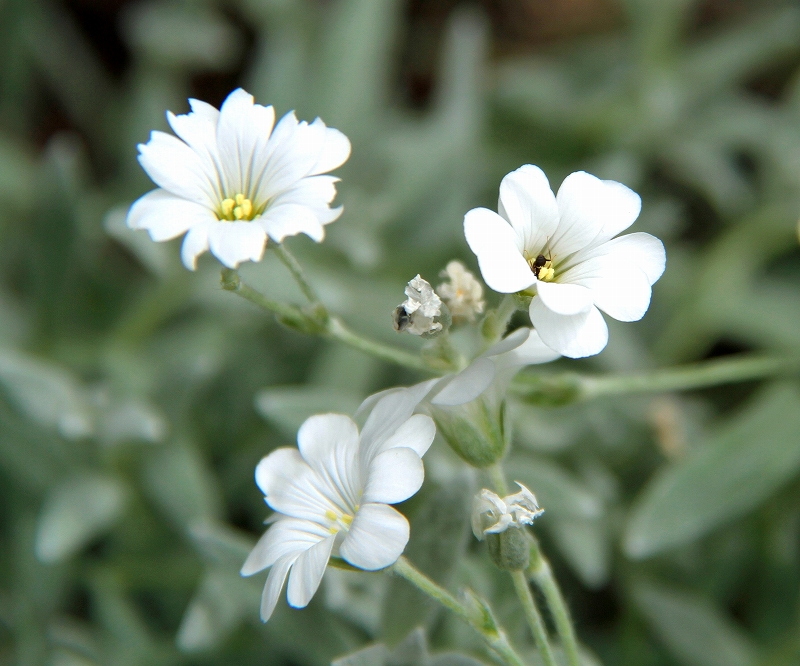 f:id:isourounomitu:20190820000151j:plain f:id:isourounomitu:20190820000151j:plain