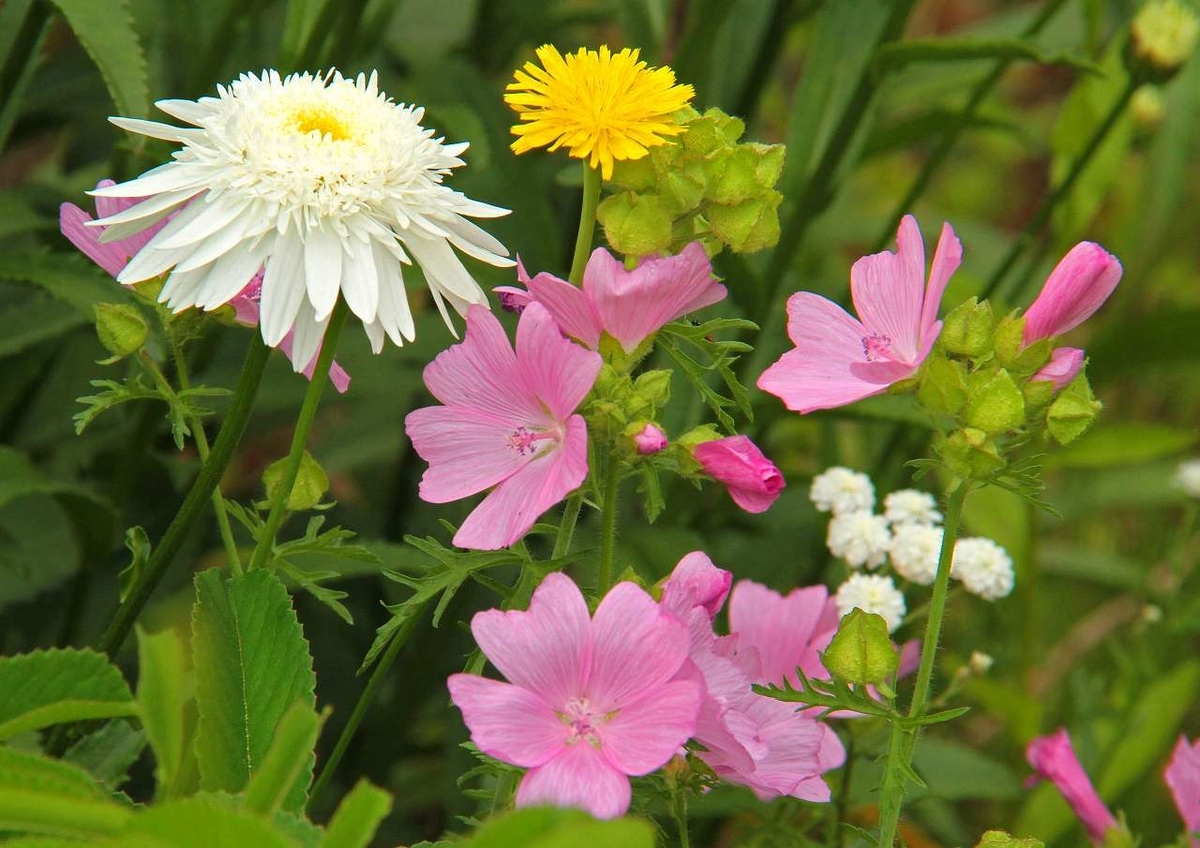 f:id:isourounomitu:20190820000237j:plain f:id:isourounomitu:20190820000237j:plain