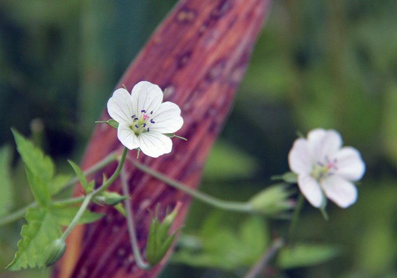 f:id:isourounomitu:20190820001351j:plain f:id:isourounomitu:20190820001351j:plain