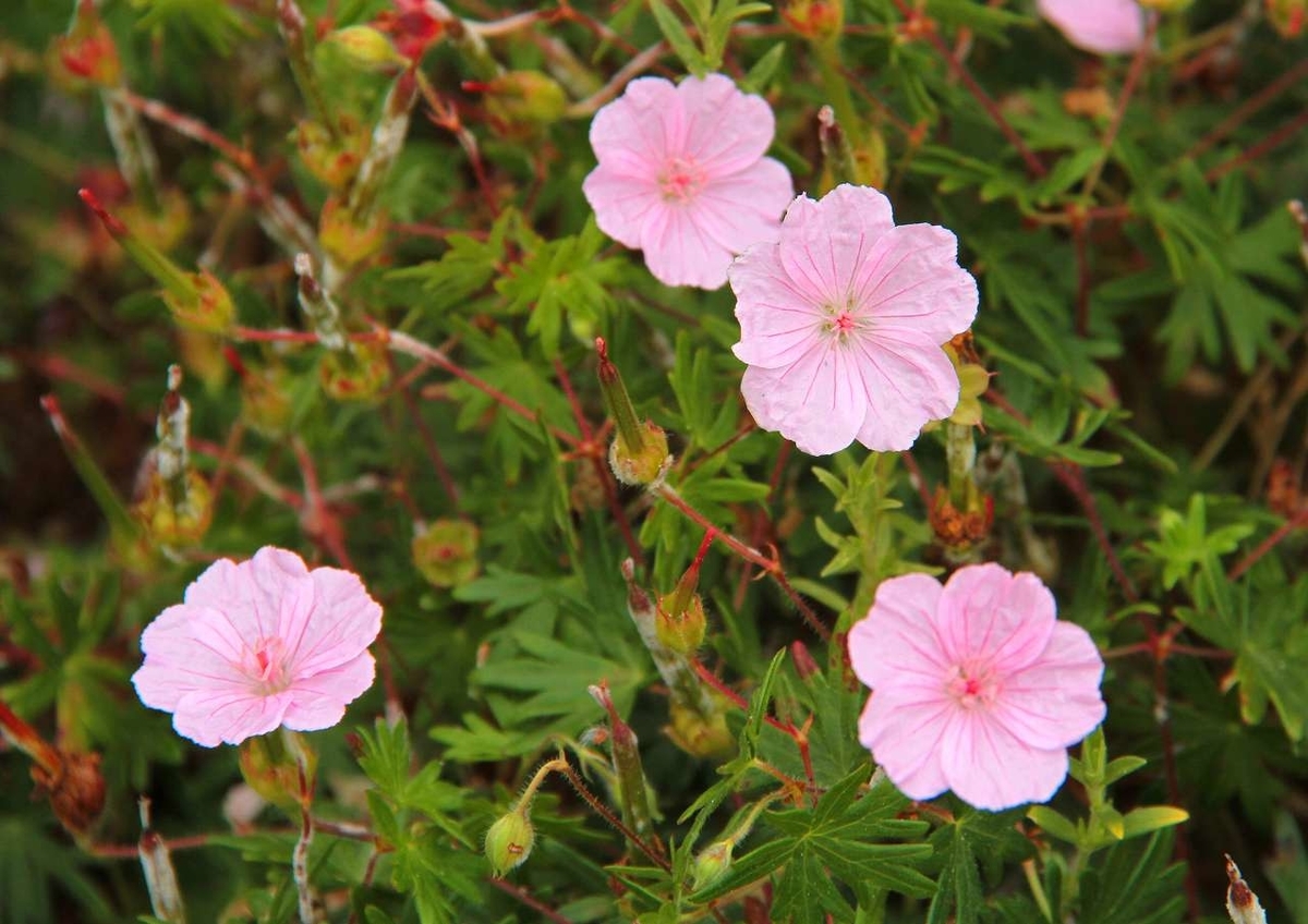 f:id:isourounomitu:20190820001449j:plain f:id:isourounomitu:20190820001449j:plain