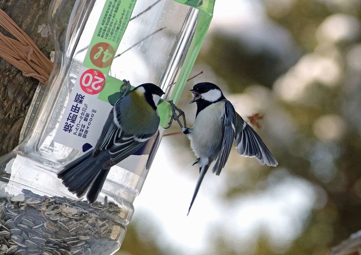f:id:isourounomitu:20200212005648j:plain f:id:isourounomitu:20200212005648j:plain