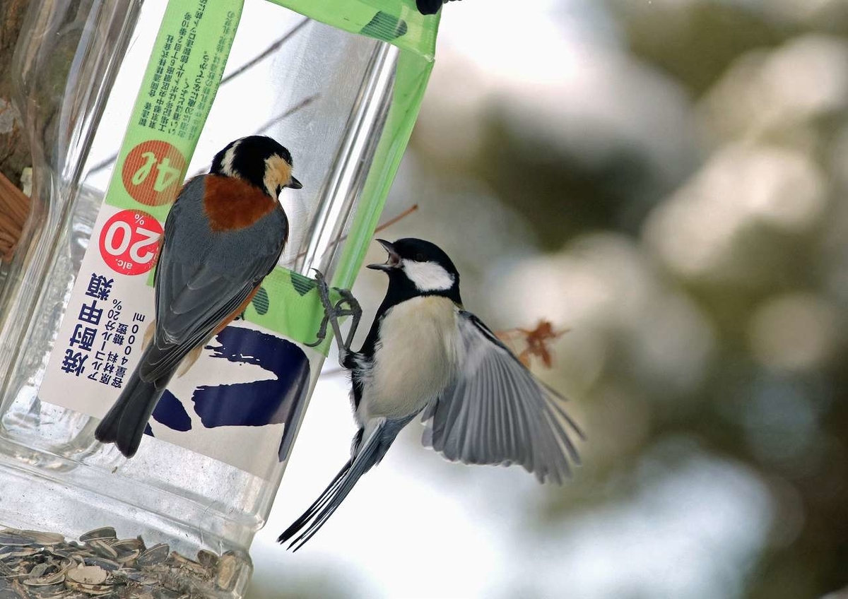 f:id:isourounomitu:20200212005755j:plain f:id:isourounomitu:20200212005755j:plain