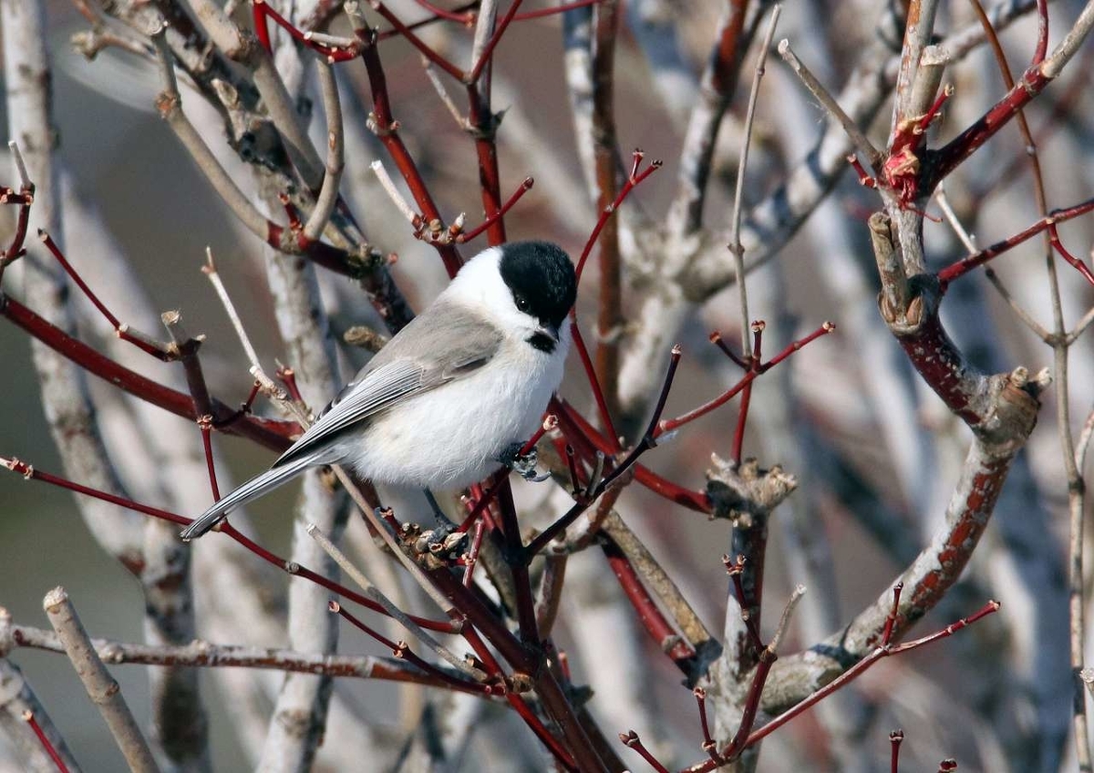 f:id:isourounomitu:20200214014133j:plain f:id:isourounomitu:20200214014133j:plain