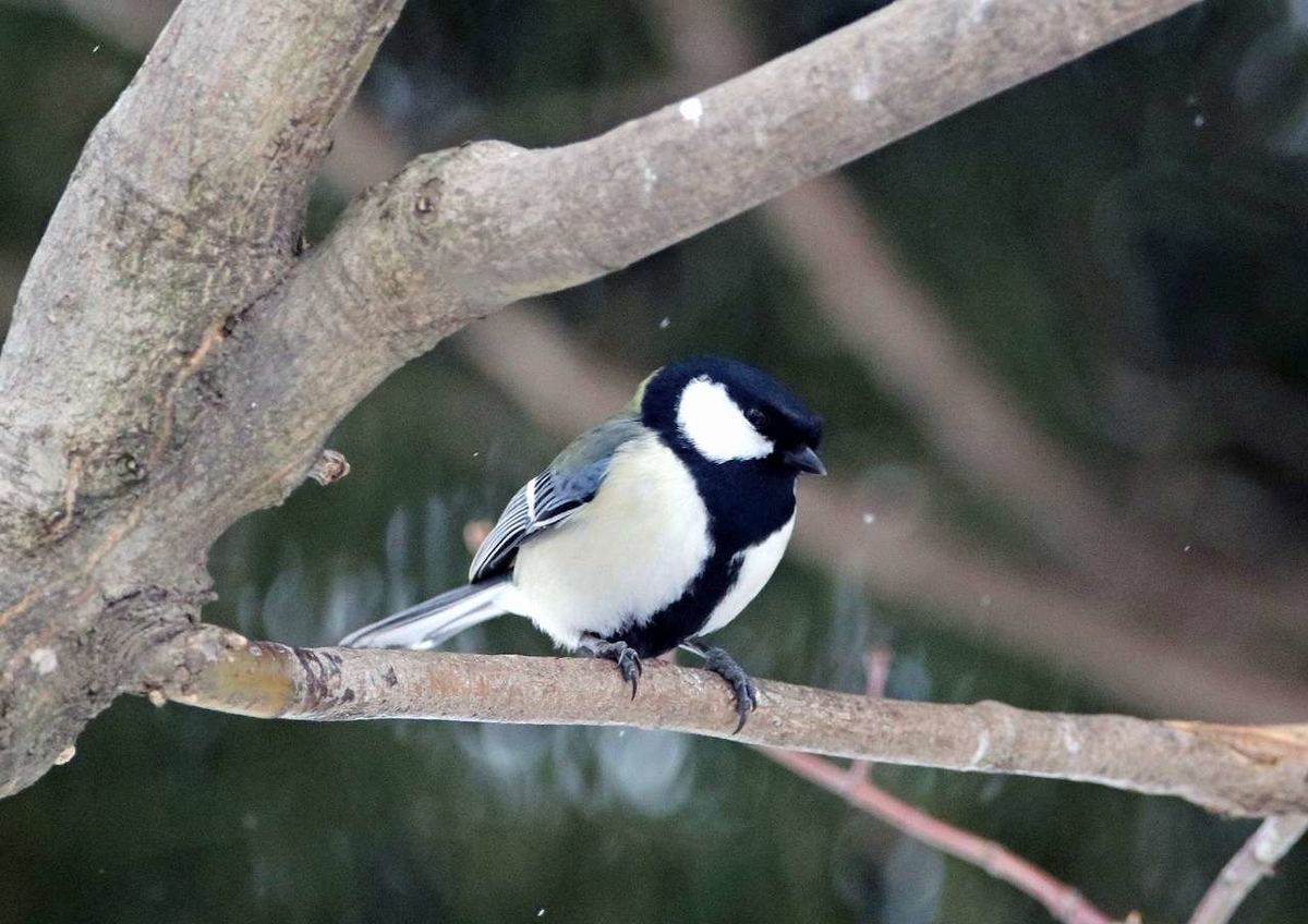 f:id:isourounomitu:20200214014621j:plain f:id:isourounomitu:20200214014621j:plain