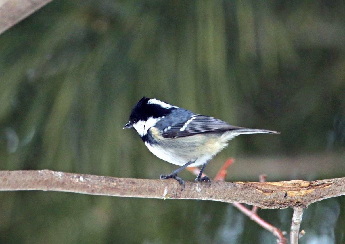 f:id:isourounomitu:20200214014720j:plain f:id:isourounomitu:20200214014720j:plain