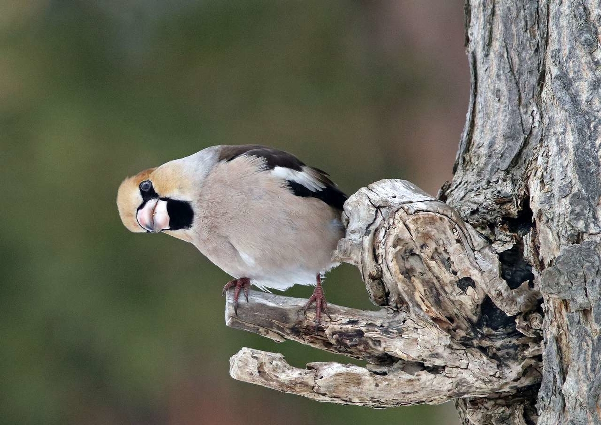 f:id:isourounomitu:20200214014820j:plain f:id:isourounomitu:20200214014820j:plain