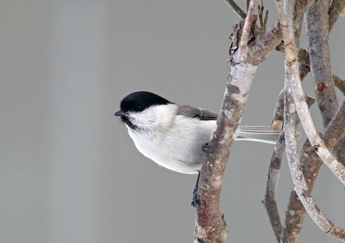 f:id:isourounomitu:20200214015028j:plain f:id:isourounomitu:20200214015028j:plain