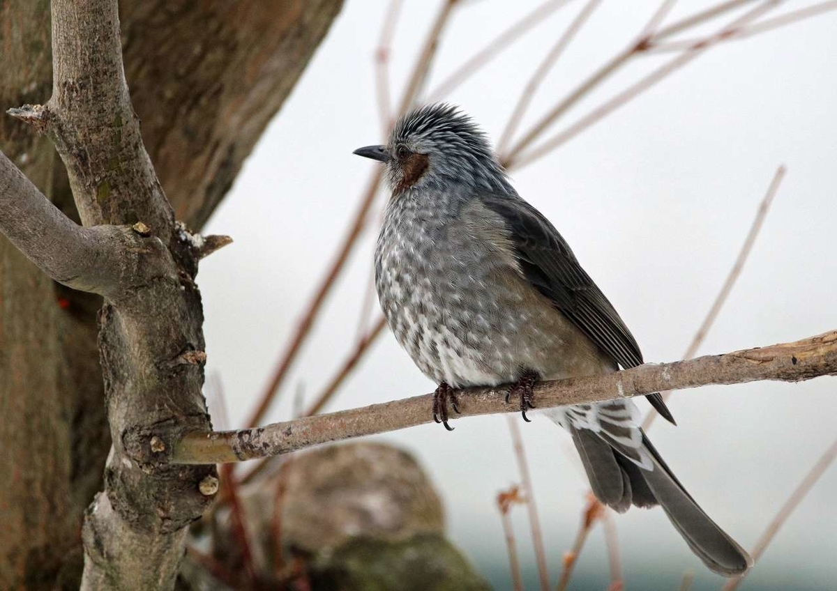 f:id:isourounomitu:20200214015057j:plain f:id:isourounomitu:20200214015057j:plain