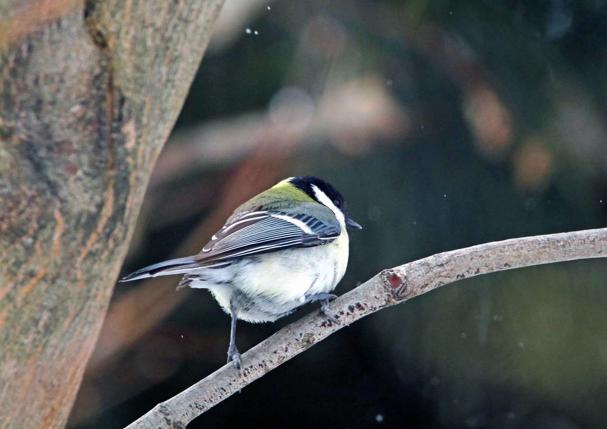 f:id:isourounomitu:20200214015145j:plain f:id:isourounomitu:20200214015145j:plain