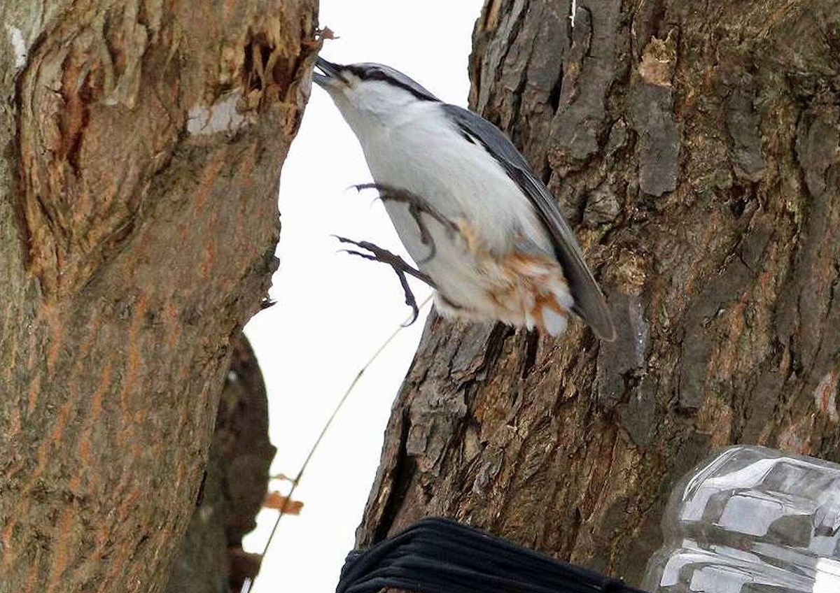 f:id:isourounomitu:20200214015246j:plain f:id:isourounomitu:20200214015246j:plain
