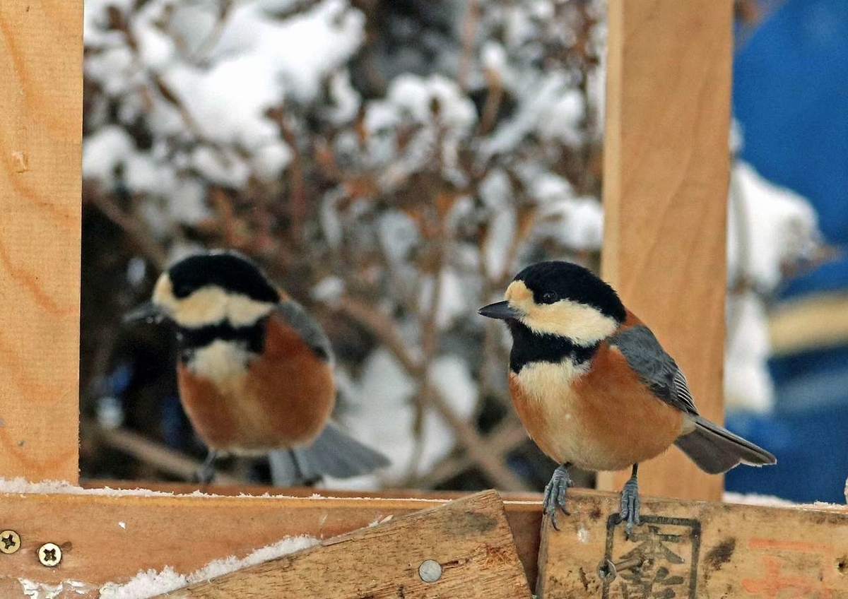 f:id:isourounomitu:20200317235948j:plain f:id:isourounomitu:20200317235948j:plain