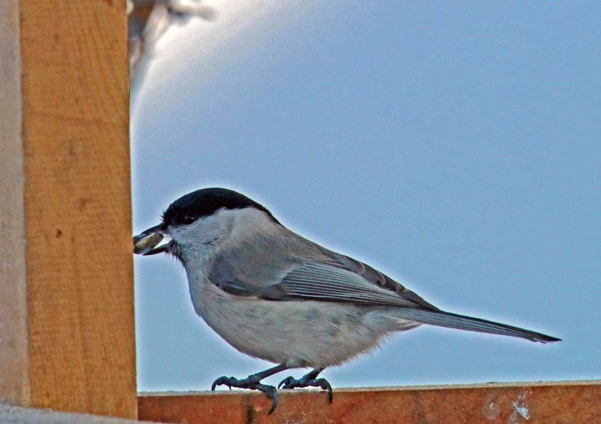 f:id:isourounomitu:20200318000004j:plain f:id:isourounomitu:20200318000004j:plain