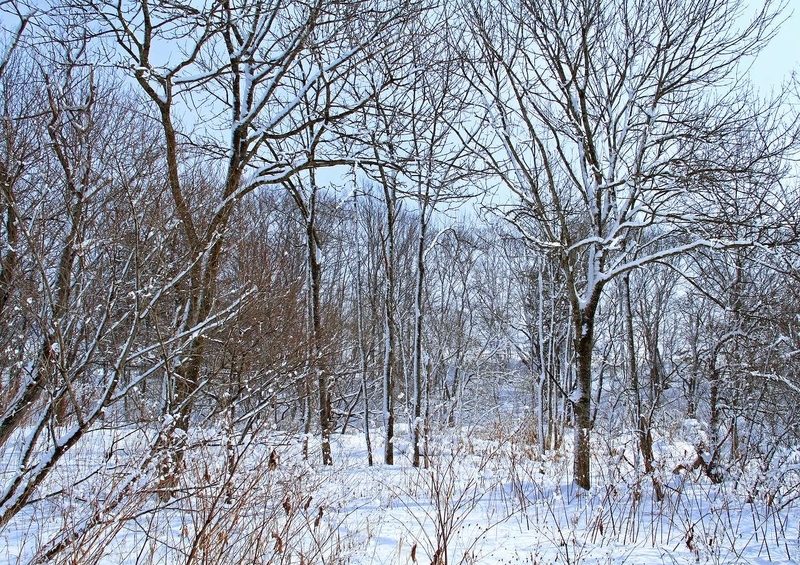 冬の風景９