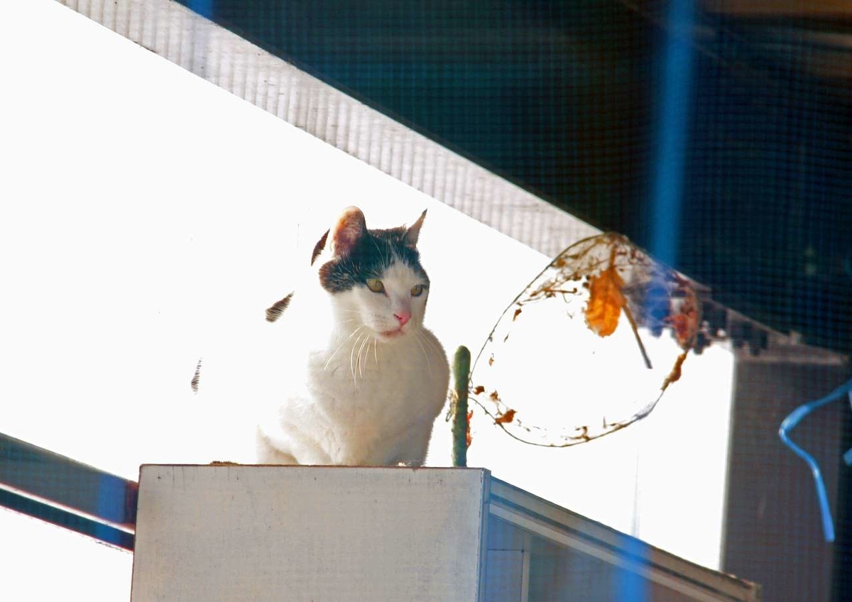 f:id:isourounomitu:20200325005815j:plain f:id:isourounomitu:20200325005815j:plain