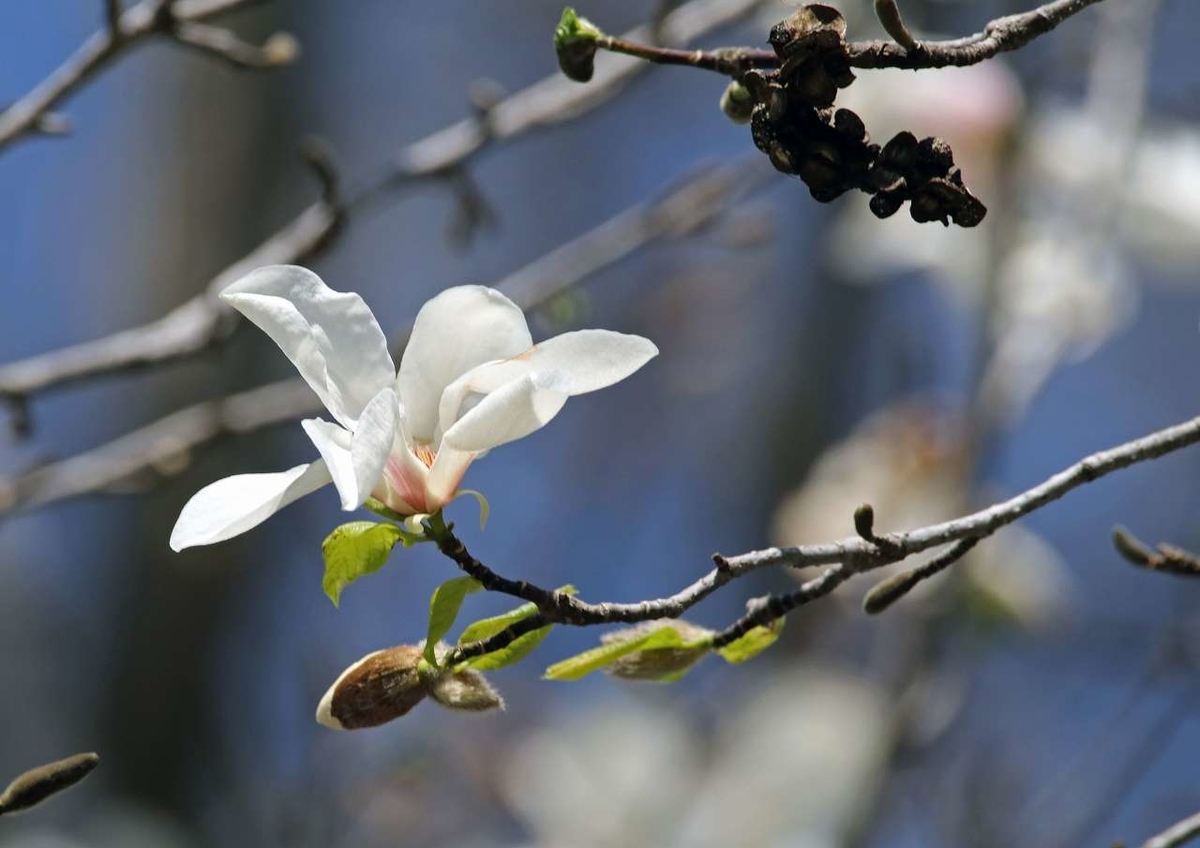 春の木の花 コブシ モクレン 居候の光