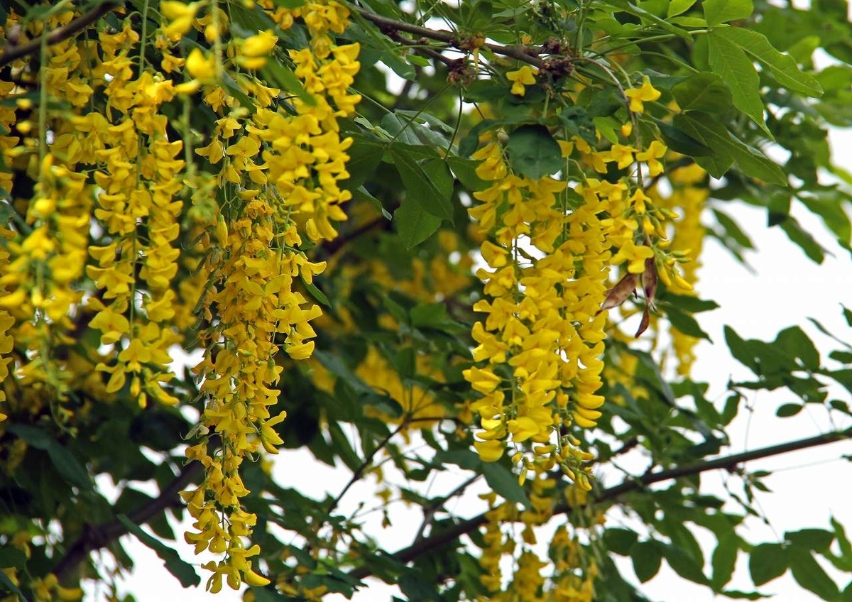 f:id:isourounomitu:20200629005012j:plain f:id:isourounomitu:20200629005012j:plain