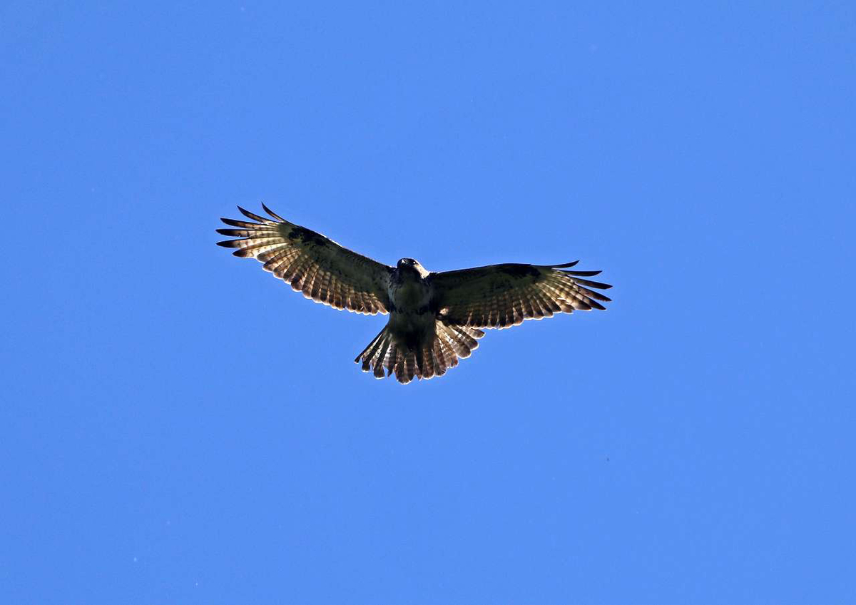 f:id:isourounomitu:20200629005117j:plain f:id:isourounomitu:20200629005117j:plain