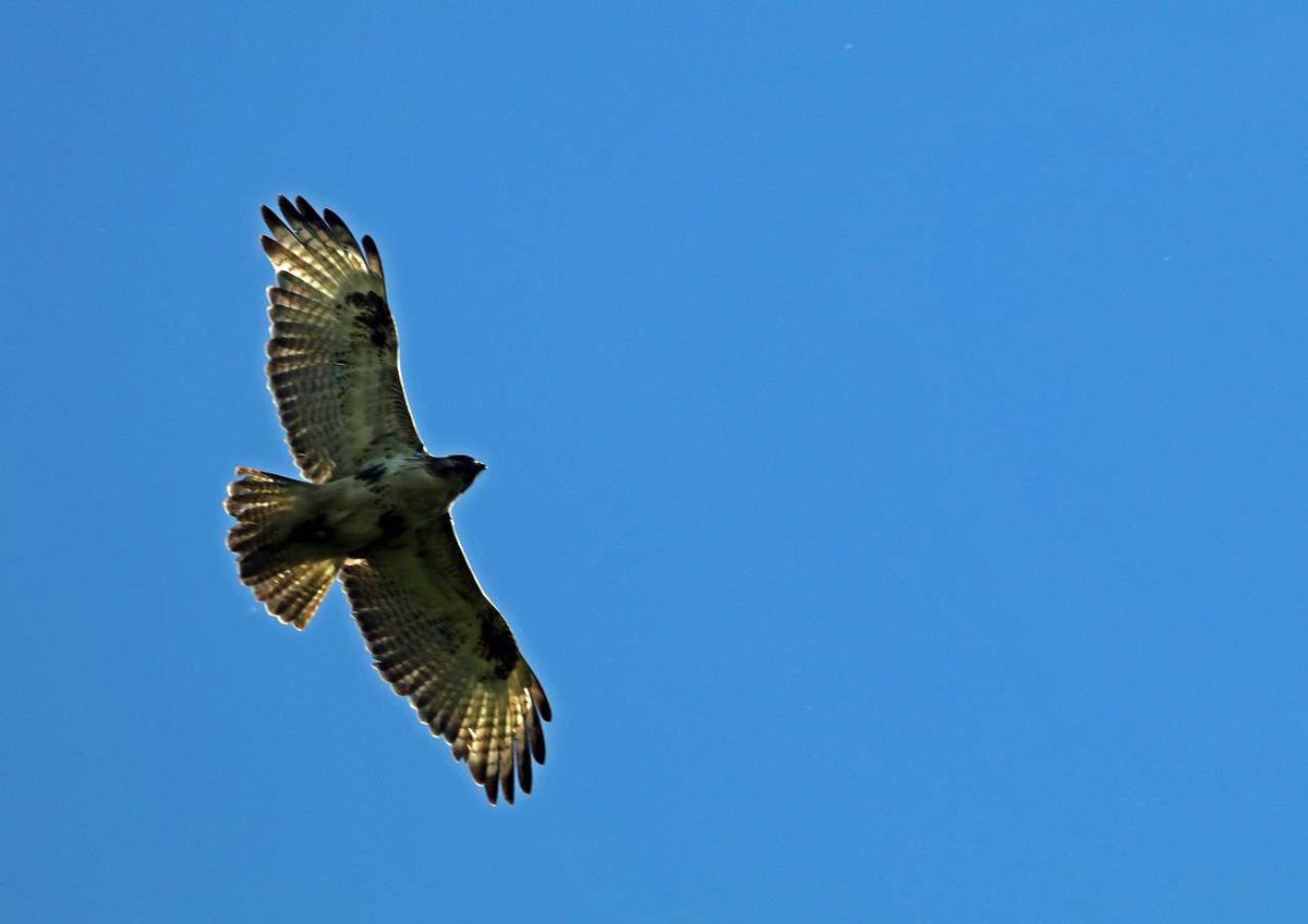 f:id:isourounomitu:20200629005129j:plain f:id:isourounomitu:20200629005129j:plain