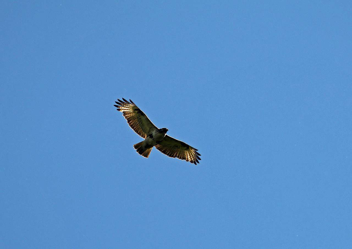 f:id:isourounomitu:20200629005256j:plain f:id:isourounomitu:20200629005256j:plain