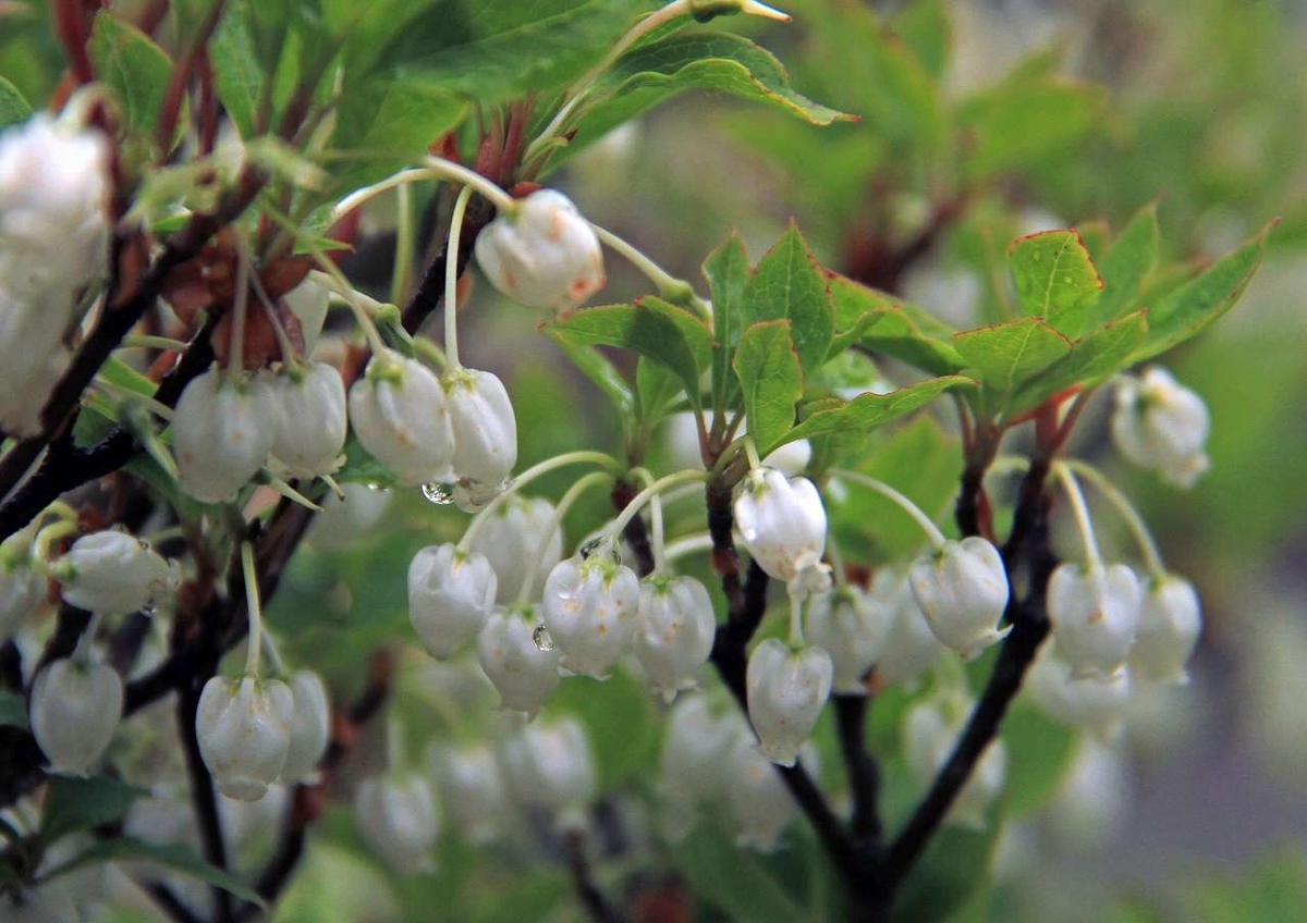 f:id:isourounomitu:20200629005441j:plain f:id:isourounomitu:20200629005441j:plain