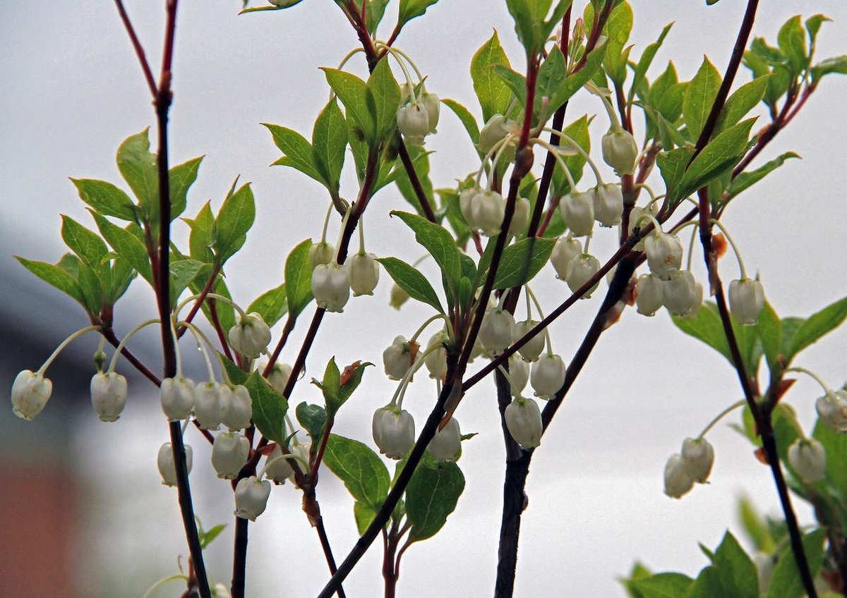f:id:isourounomitu:20200629005606j:plain f:id:isourounomitu:20200629005606j:plain