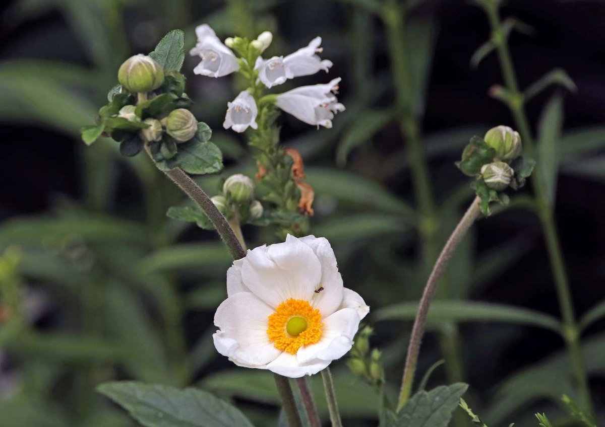 f:id:isourounomitu:20200831235512j:plain f:id:isourounomitu:20200831235512j:plain