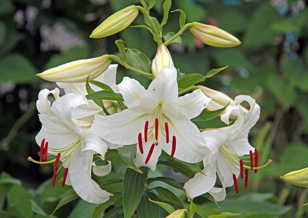 f:id:isourounomitu:20200831235706j:plain f:id:isourounomitu:20200831235706j:plain