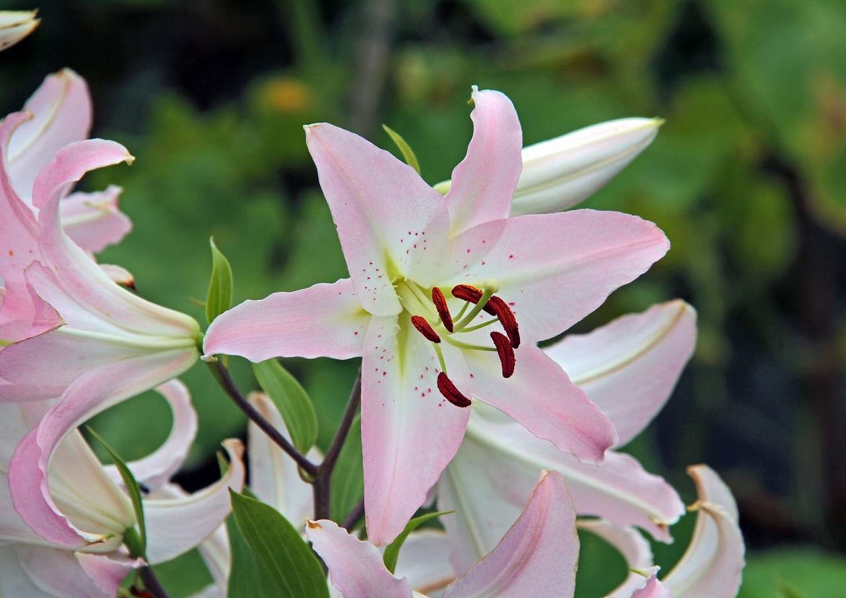 f:id:isourounomitu:20200831235847j:plain f:id:isourounomitu:20200831235847j:plain