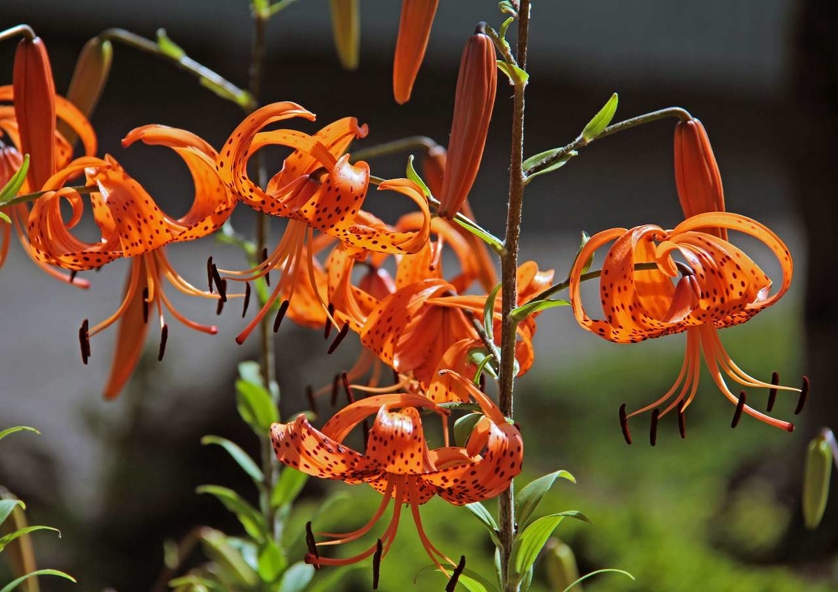 f:id:isourounomitu:20200831235951j:plain f:id:isourounomitu:20200831235951j:plain
