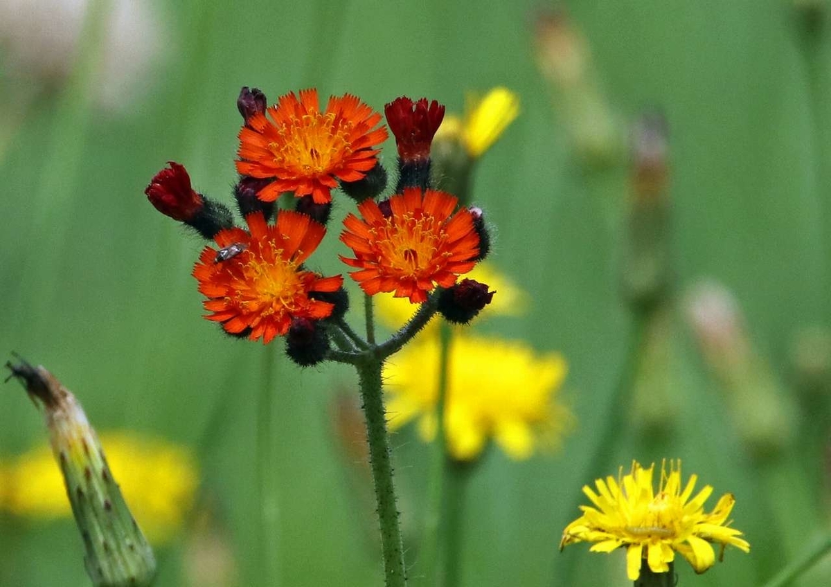f:id:isourounomitu:20200901000050j:plain f:id:isourounomitu:20200901000050j:plain